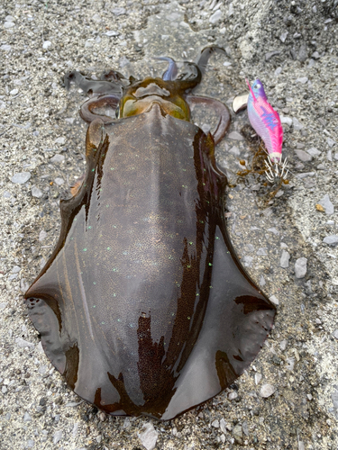 アオリイカの釣果