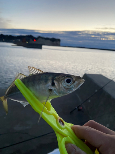 マアジの釣果