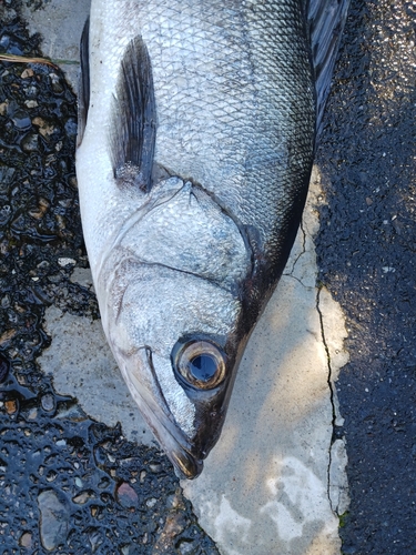 ヒラスズキの釣果