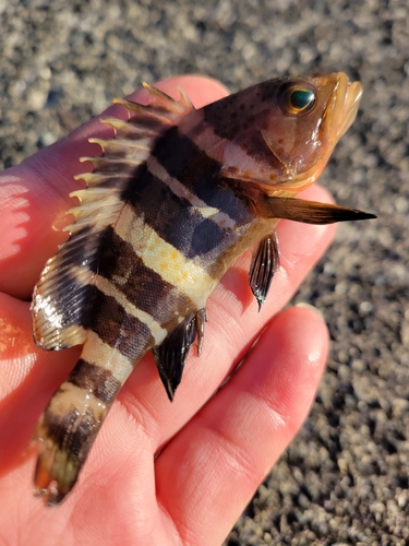 アオハタの釣果