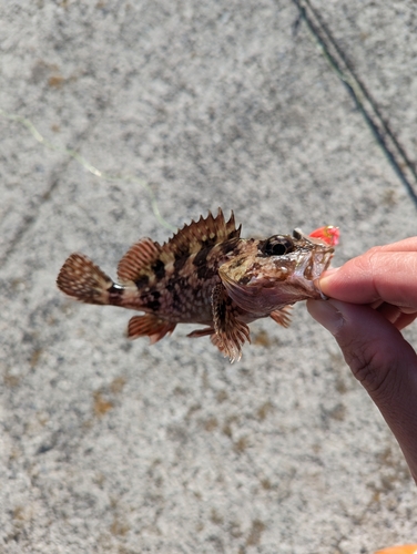 カサゴの釣果