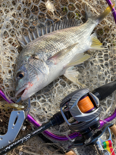 キビレの釣果