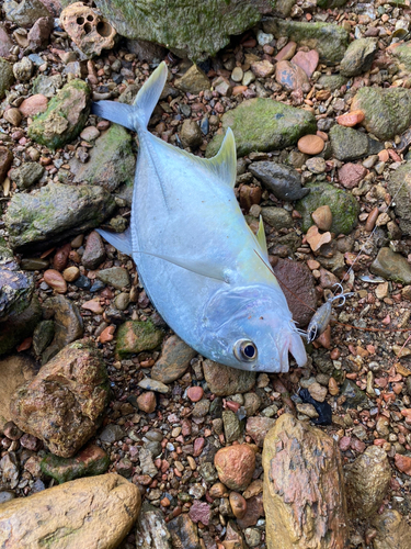 ロウニンアジの釣果