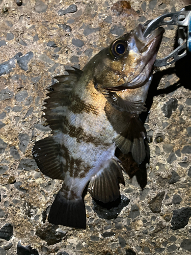 メバルの釣果