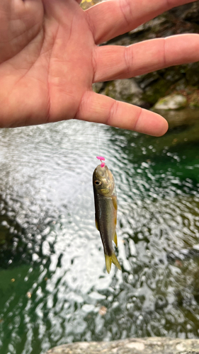 カワムツの釣果