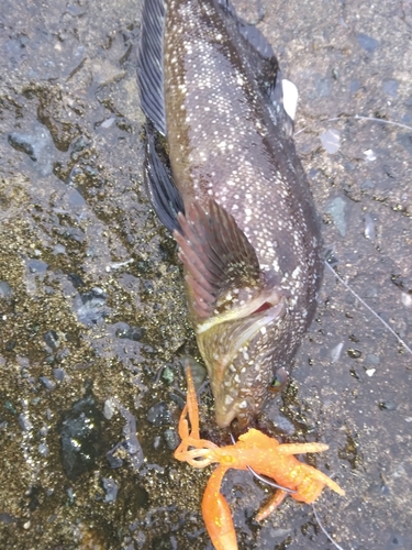 クジメの釣果