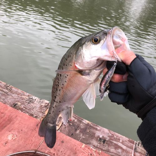タイリクスズキの釣果