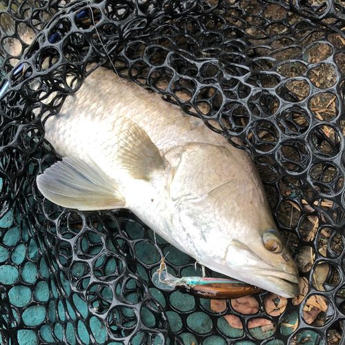 バラマンディの釣果