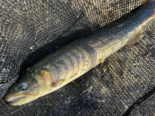 ニジマスの釣果