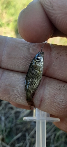 フナの釣果