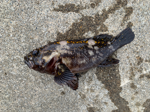 オウゴンムラソイの釣果