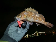 エゾメバルの釣果