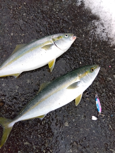 ツバスの釣果