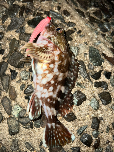 カサゴの釣果