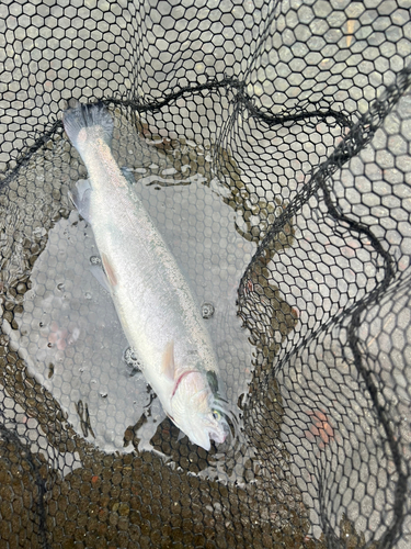 ニジマスの釣果