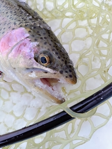 ニジマスの釣果