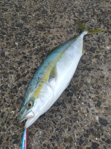 ヤズの釣果