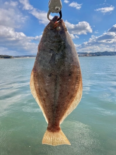 ヒラメの釣果