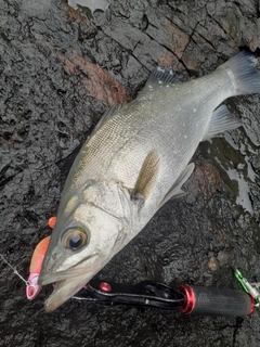 ヒラスズキの釣果