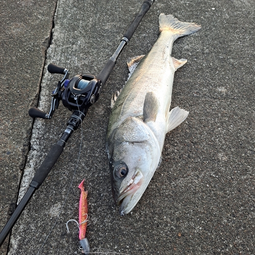 シーバスの釣果