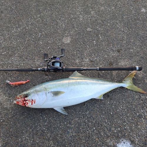 イナダの釣果