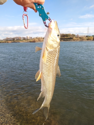 ニゴイの釣果