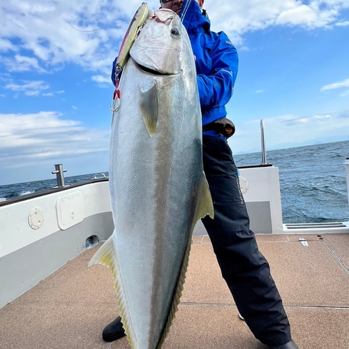 ヒラマサの釣果