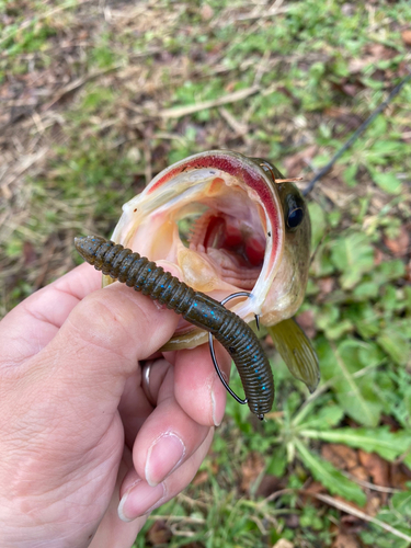 ブラックバスの釣果