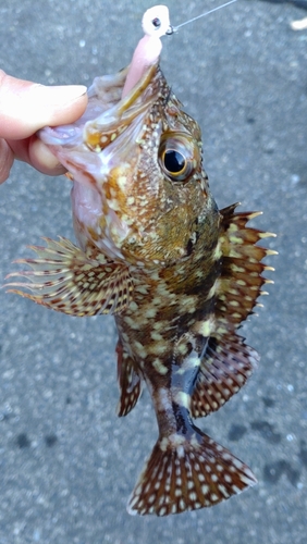 カサゴの釣果