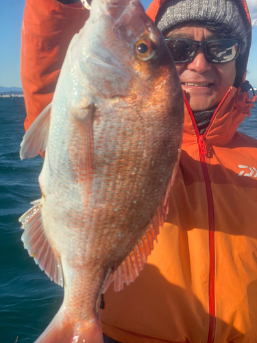 マダイの釣果