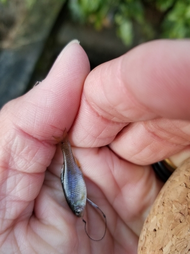 タナゴの釣果