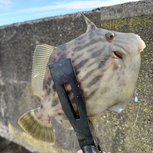 カワハギの釣果