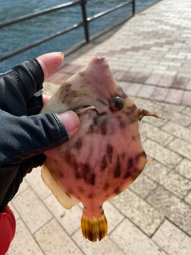 カワハギの釣果