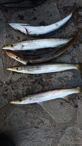 カマスの釣果