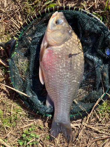 釣果