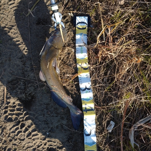 アメリカナマズの釣果