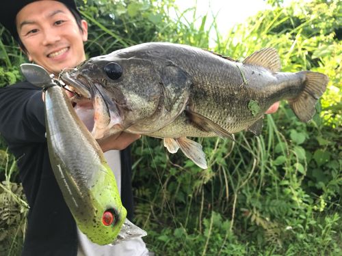 ブラックバスの釣果