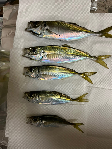 アジの釣果