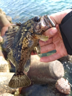 クロソイの釣果