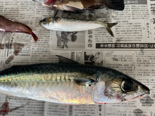 サバの釣果