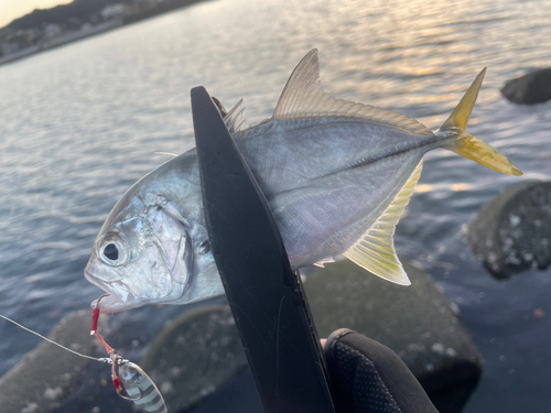 メッキの釣果