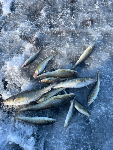 コマイの釣果