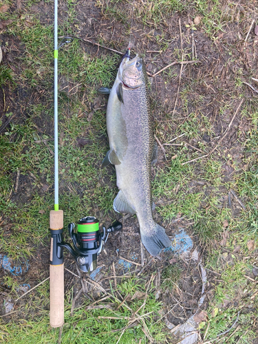 ニジマスの釣果