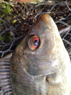 ティラピアの釣果