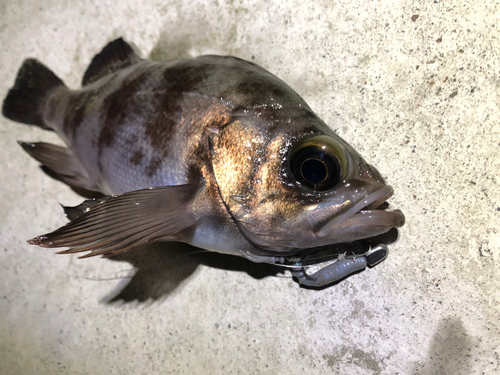 メバルの釣果