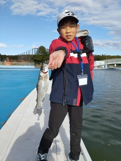 ニジマスの釣果