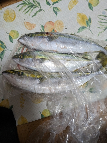 ハマチの釣果