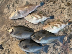 クチブトグレの釣果