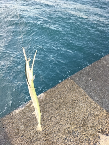 ダツの釣果