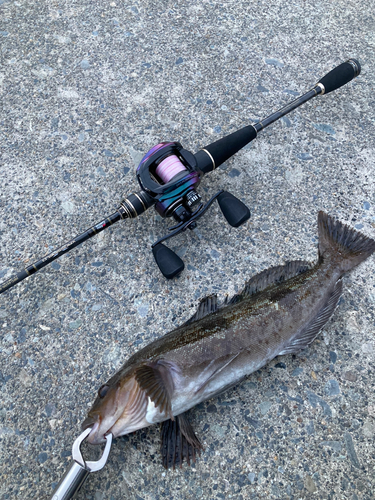 アイナメの釣果